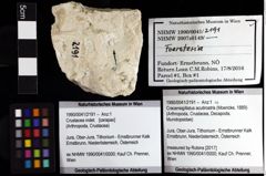 Foto (Objket + Etiketten) von Cracensigillatus acutirostris (Moericke, 1889) 